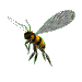 abeille